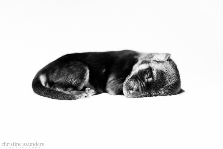 Taya Puppies 11wm