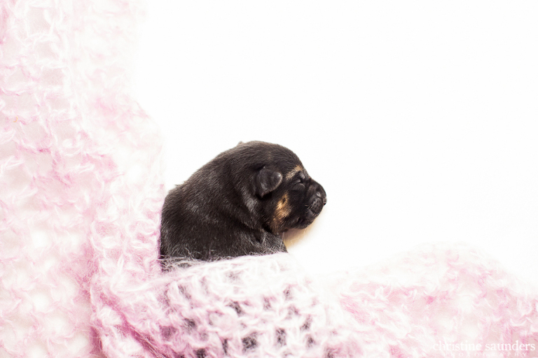 Taya Puppies 4wm