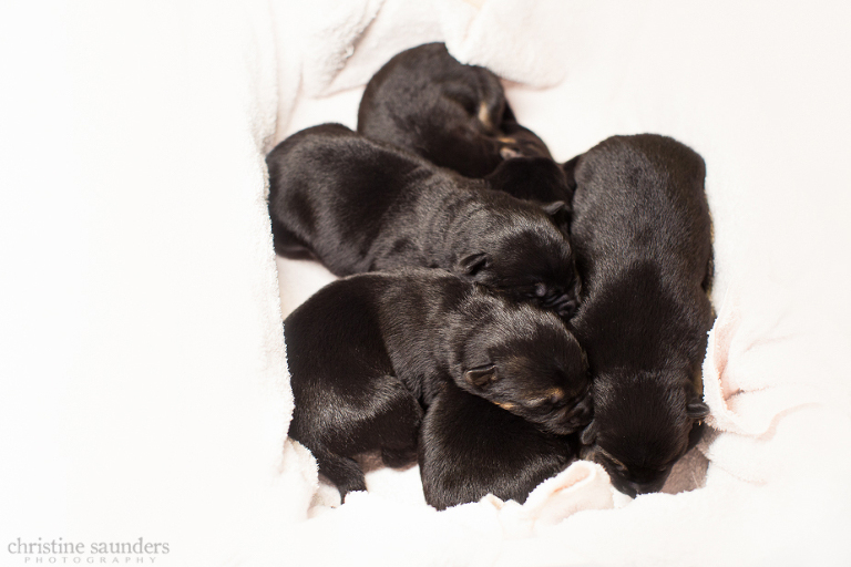 bucket of puppies